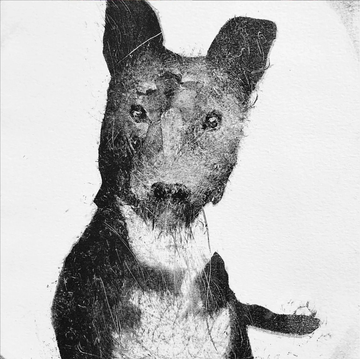 Buddy, etching on paper